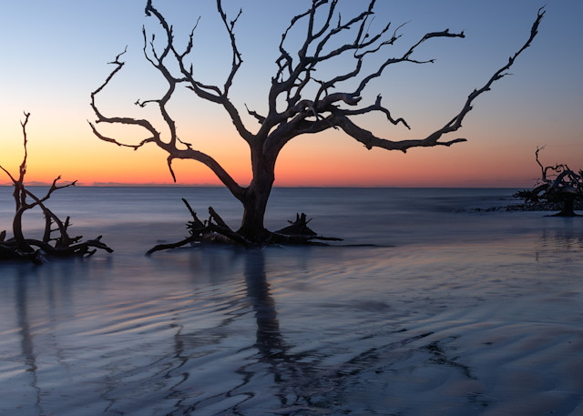 Driftwood Beach Tree Silloughette At Sunrise Print