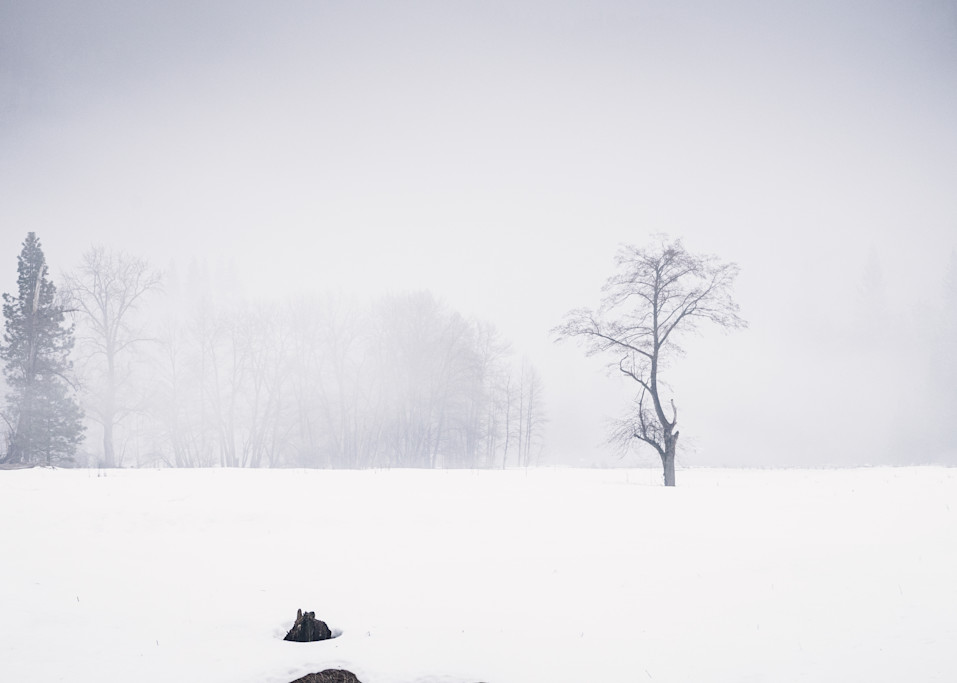 Alone In The Snow - snowy winter meadow in Yosemite photograph print