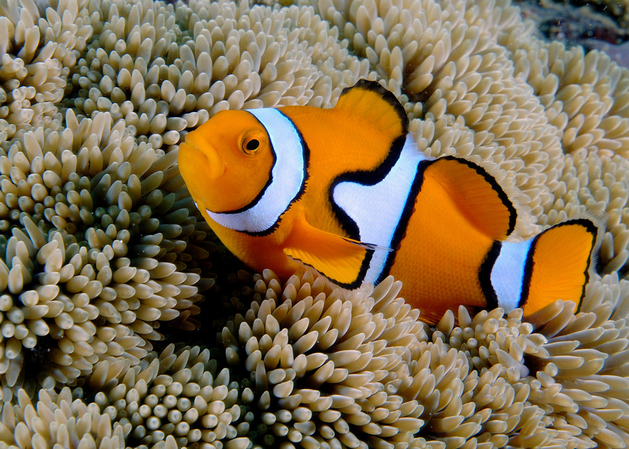 Fantastic real life "Nemo" photo