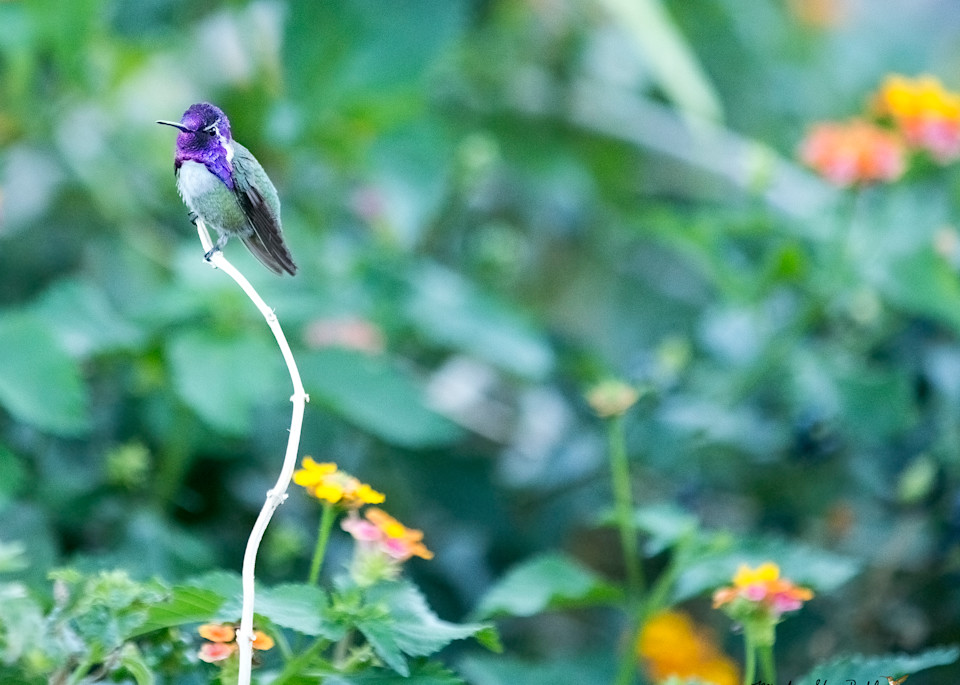 Resting Photography Art | Mindy Fine Art Photography