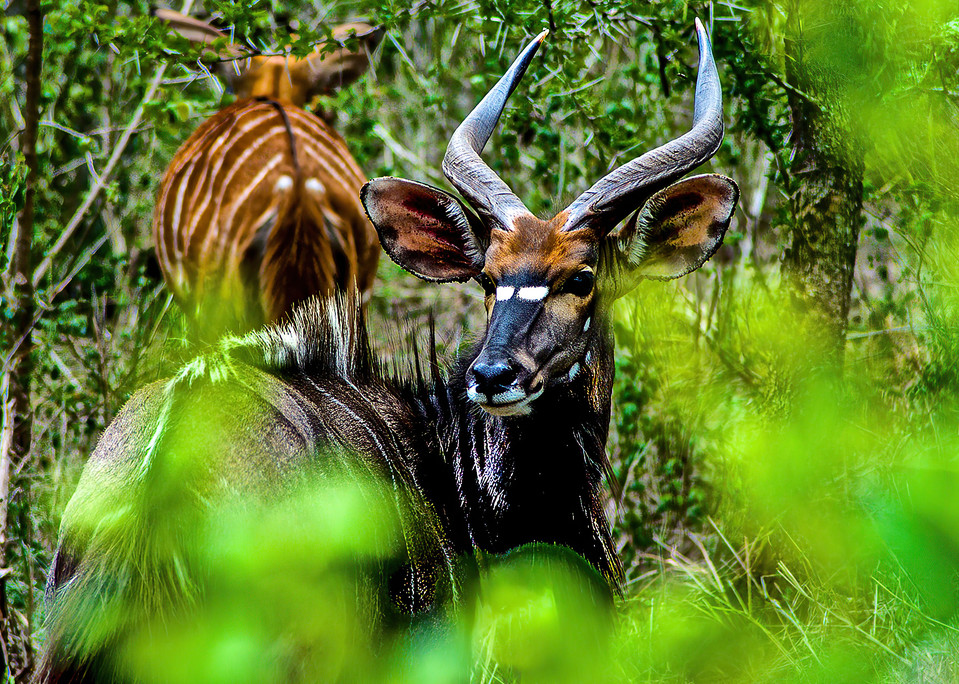 Wildlife Photo Prints/Jim Grossman Photography: Male Nyla, South Africa