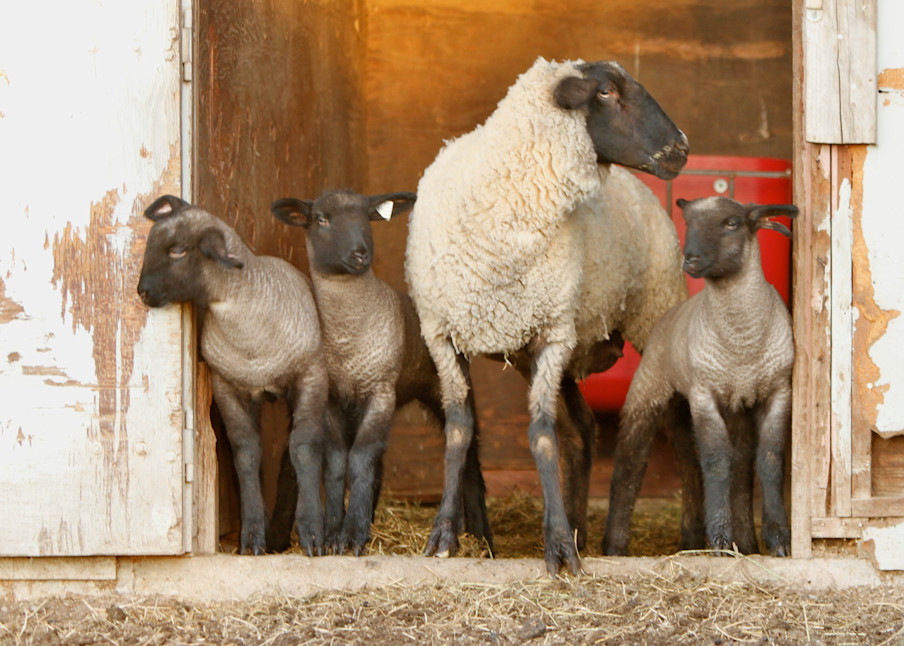 Mama lambs and babies. 