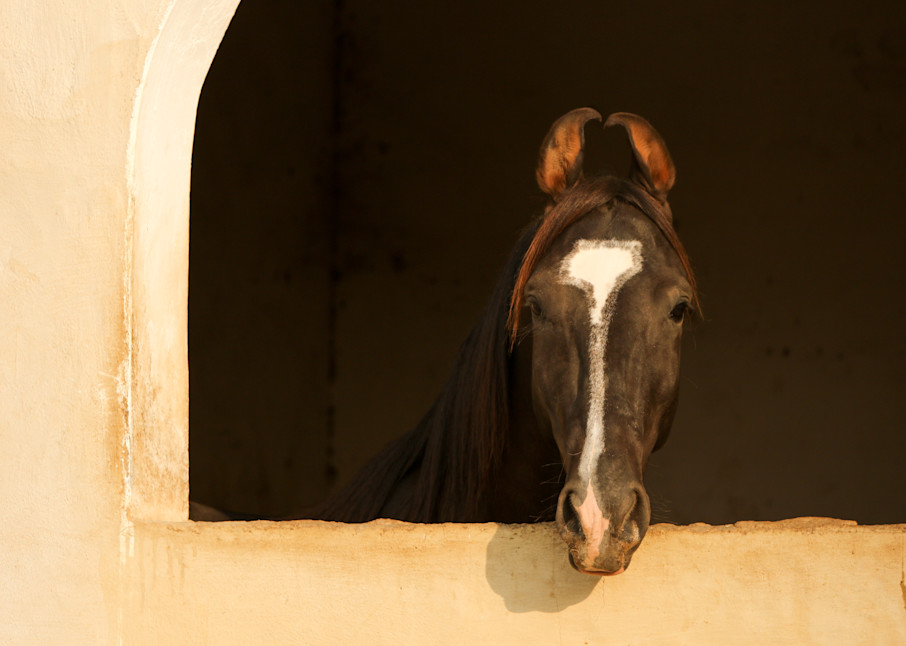 Marwari Stallion