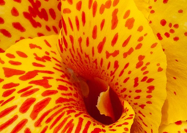 Yellow Peruvian Lily