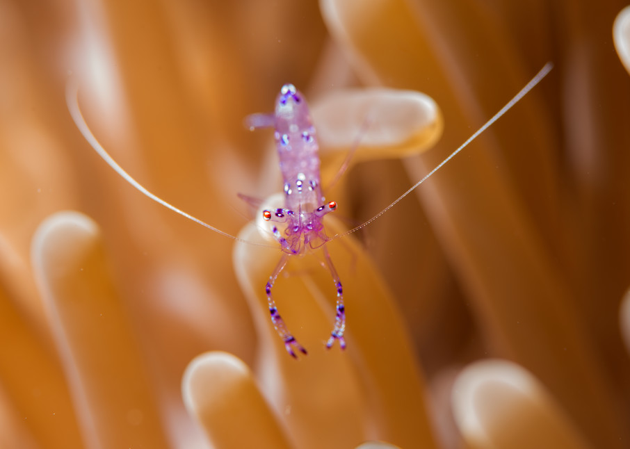 A wonderful little pink shrimp photo.
