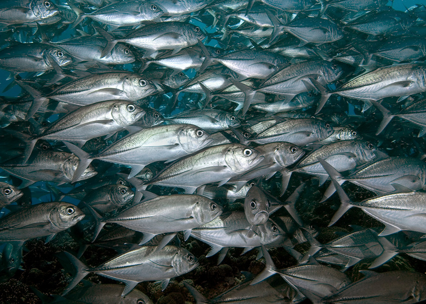Incredible wall of fish photo