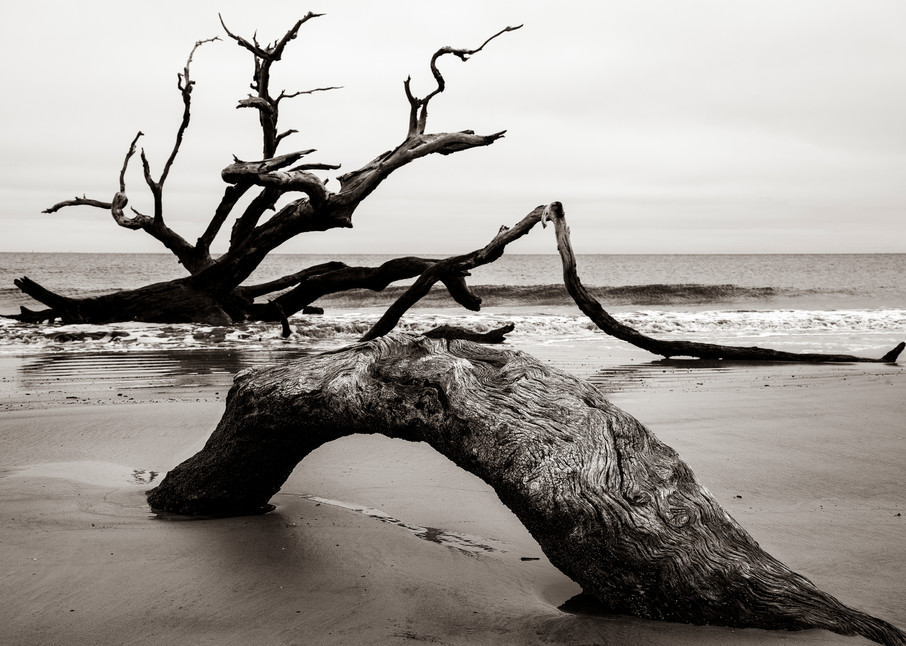 Driftwood Beach Sea Monster - Jekyll Island fine-art photography prints