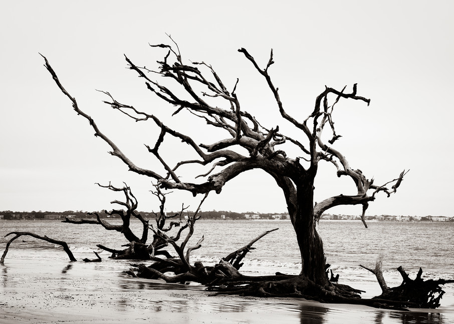 Still Standing - Driftwood Beach fine-art photography prints