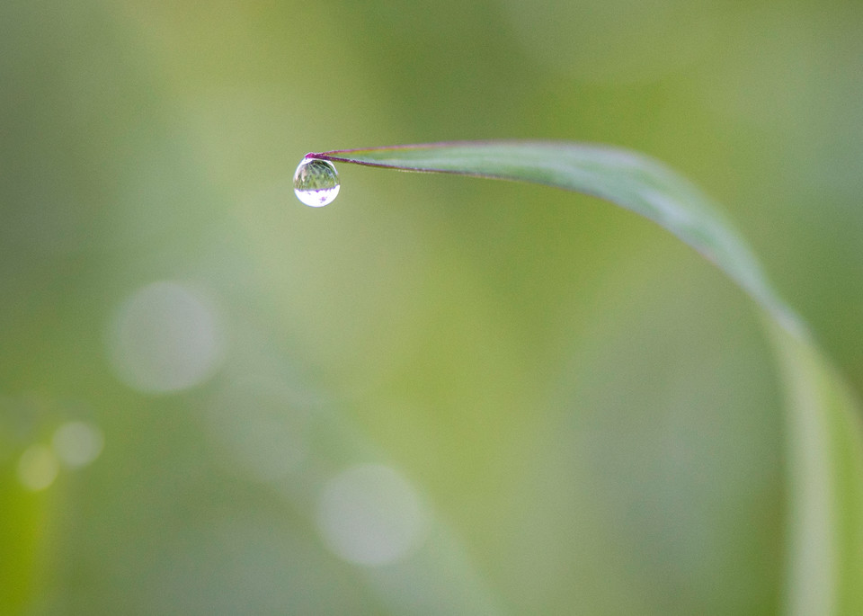 Droplet On Grass Photography Art | Photography by Desha