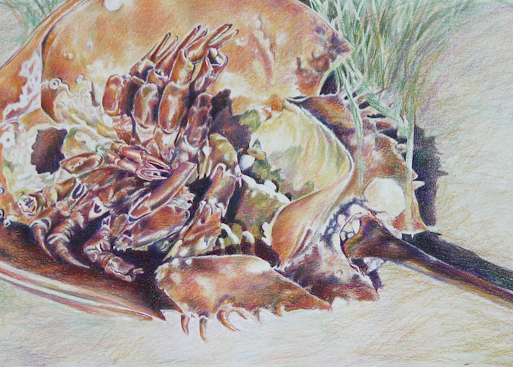 Horseshoe Crab  Art | ebaumeistermcintyre