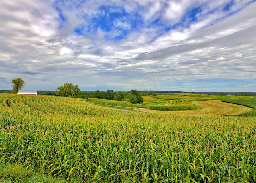 Landscape Photo Prints: Cornfield on Wisconsin farm/Jim Grossman Photos