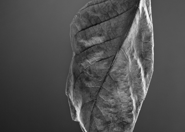 Leaf Making A Left Turn Photography Art | Rick Gardner Photography