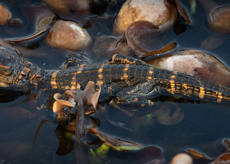 Baby Alligator Plays In The Marsh Print