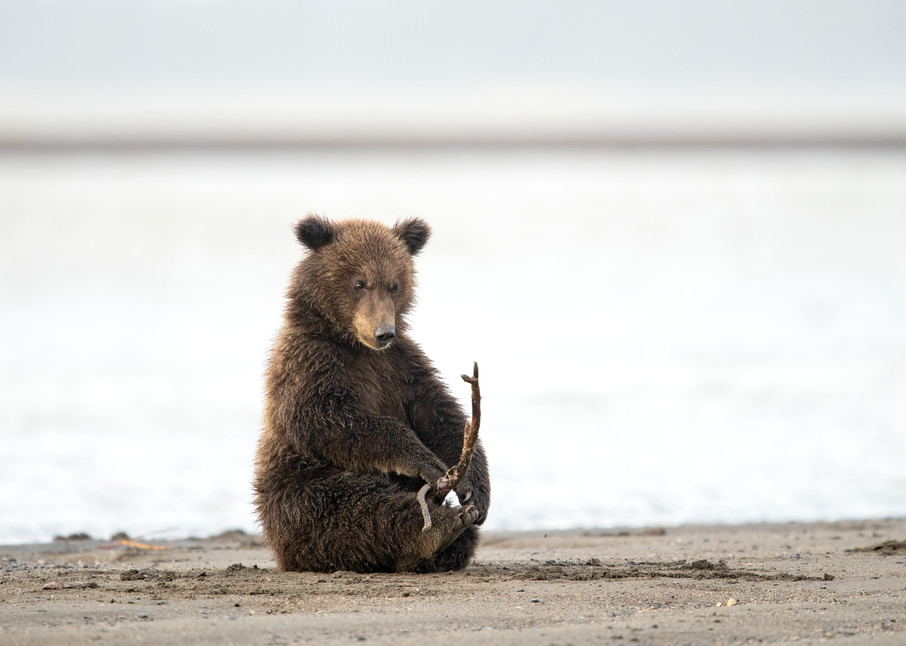 Awesome bear cub playing photo.