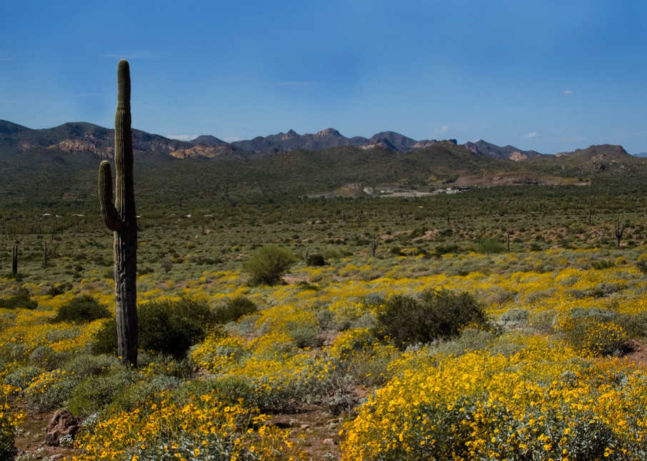 Single Saguaro Cactus amongst Brittlebrush | Arizona Spring Flowers