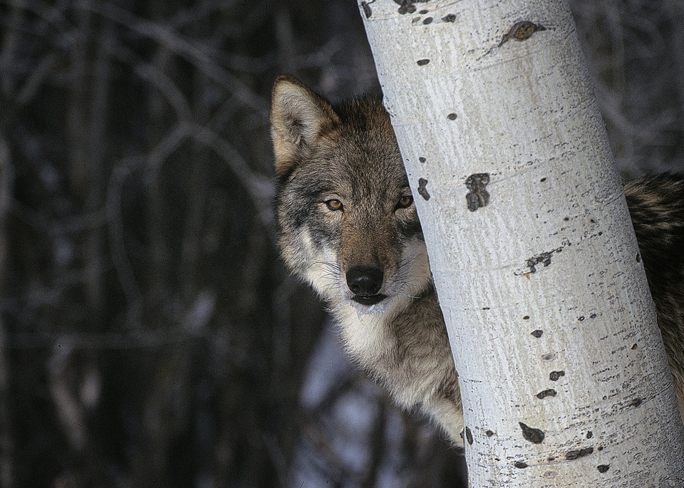 Timber Wolf Hiding Photography Art | Great Wildlife Photos, LLC