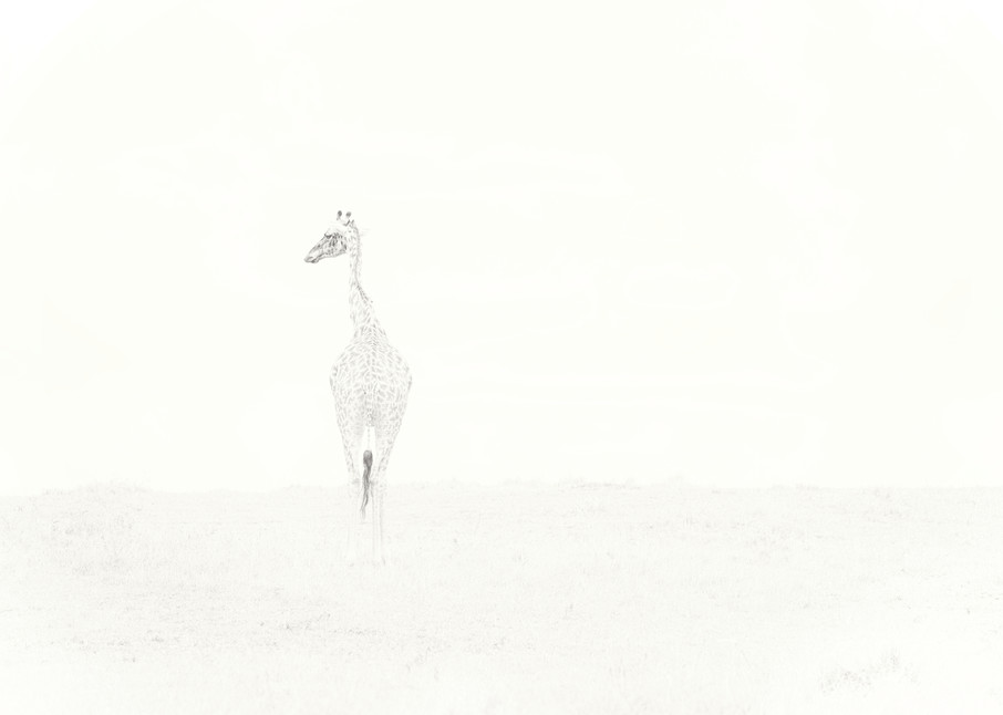 Stunning fine art print of a lone giraffe photo.