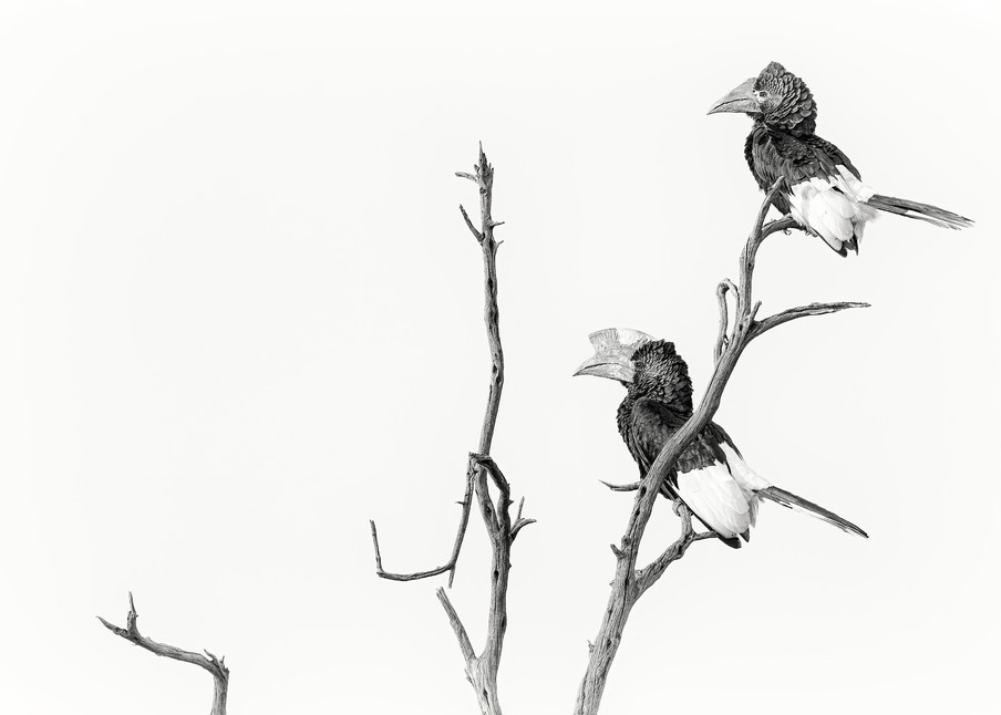 Awesome African hornbills in black & white photo.