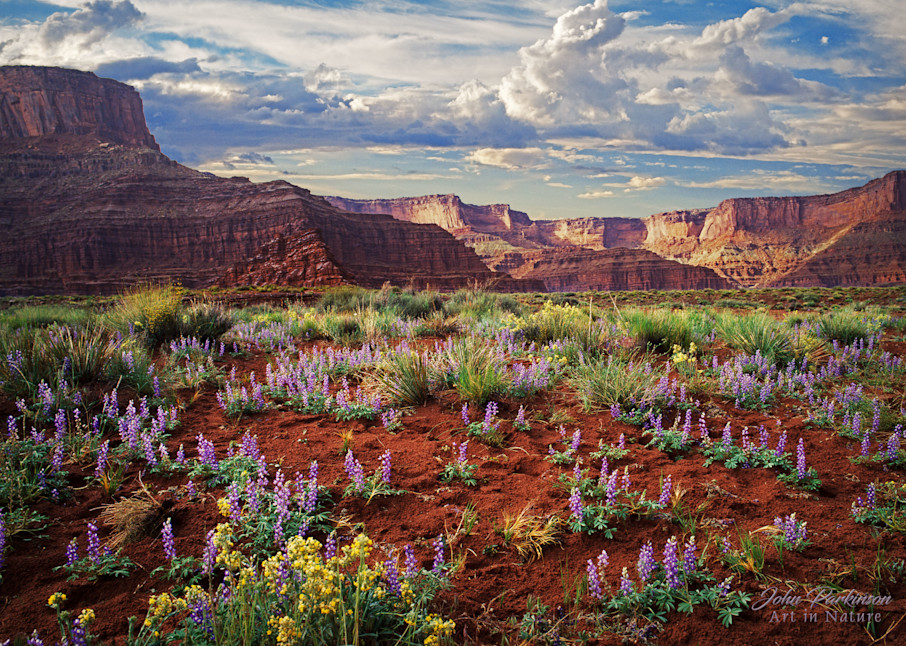 Lupines In Gooseberry Photography Art | Art in Nature