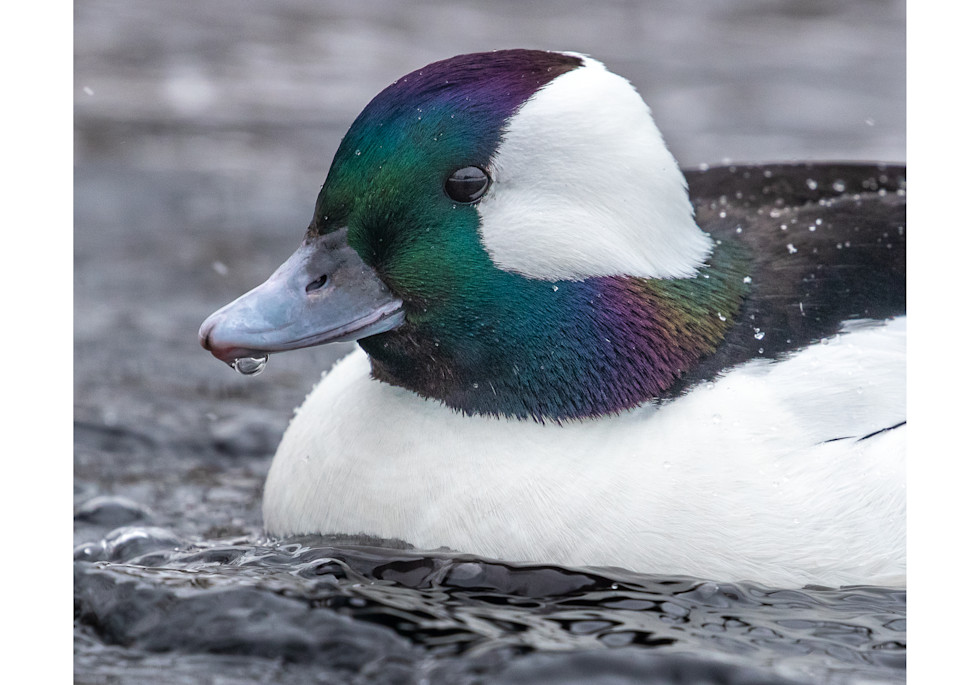 Light snow accents the iridescent beauty of a male Bufflehead's plumage. 