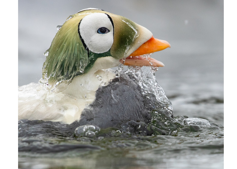 Water pours off a male Spectacled Eider as he comes up from a plunge. (Somateria fischeri)