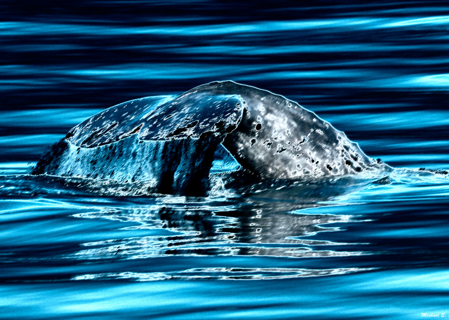 Whale Tail Photography Art | Pacific Coast Photo