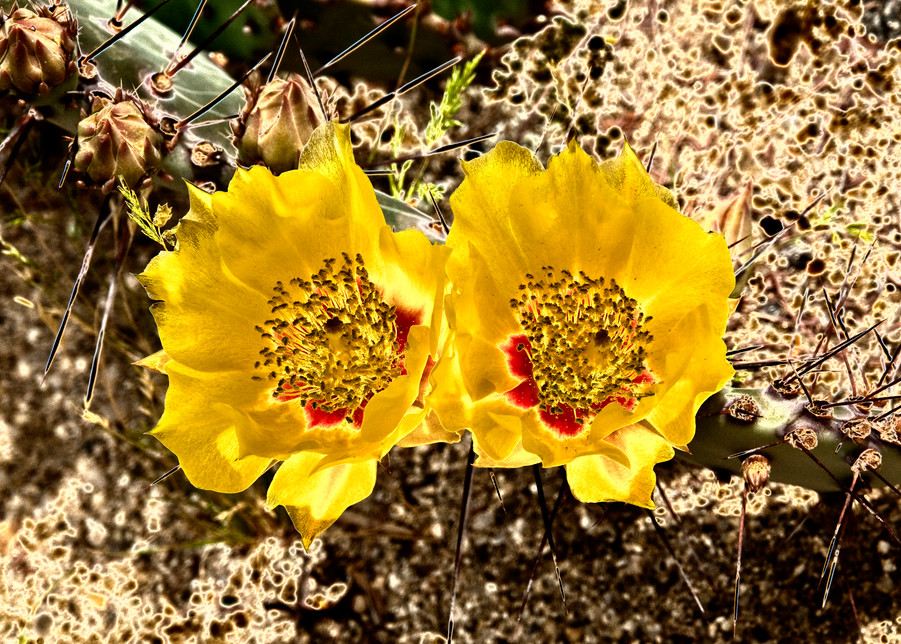 Desert Wildflowers #4 Photography Art | Pacific Coast Photo