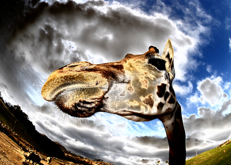 Giraffe Photography Art | Pacific Coast Photo