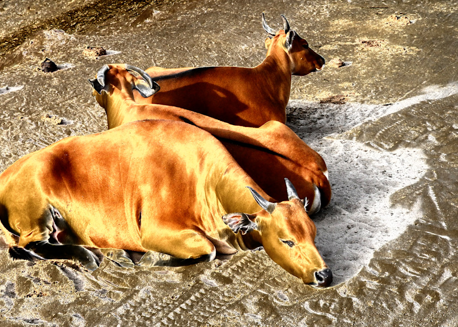 Resting Livestock Photography Art | Pacific Coast Photo