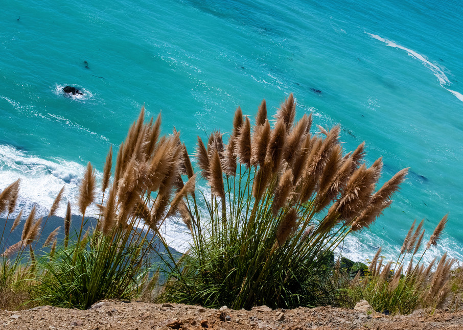 Pampas Grass Cabrillo Hwy Big Sur Photography Art | Pacific Coast Photo