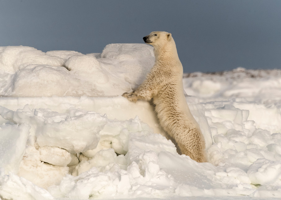 Polar Bear Looking Over Ice Flow Photography Art | Great Wildlife Photos, LLC