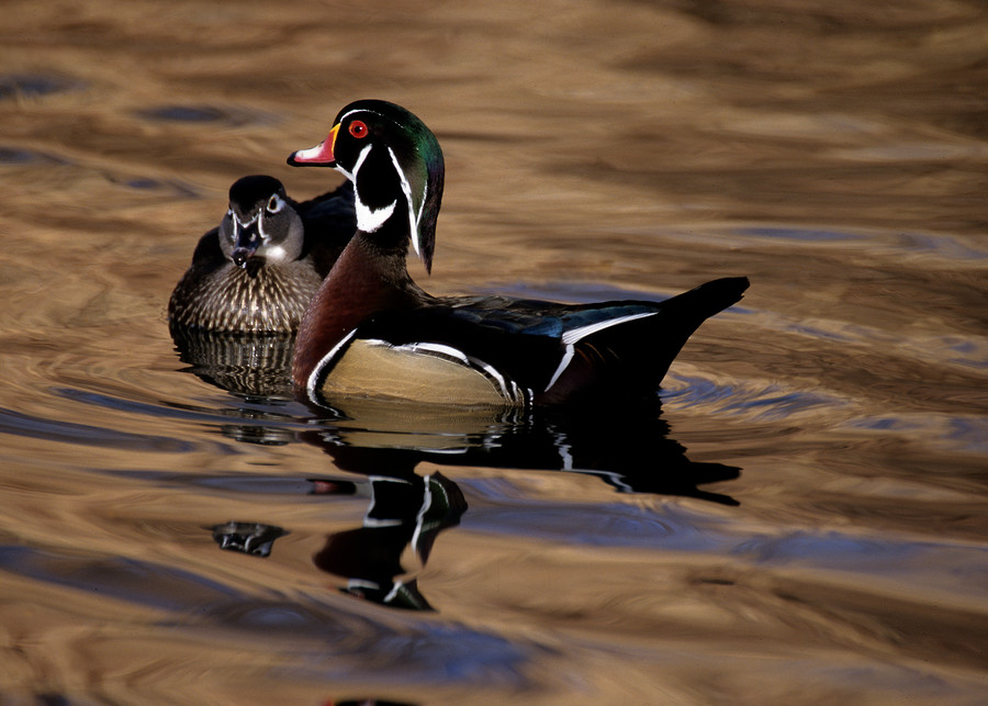 The Protector  (Wood Duck) Photography Art | Great Wildlife Photos, LLC