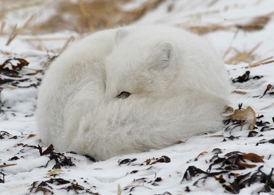 Arctic Fox Sleeping Photography Art | Great Wildlife Photos, LLC