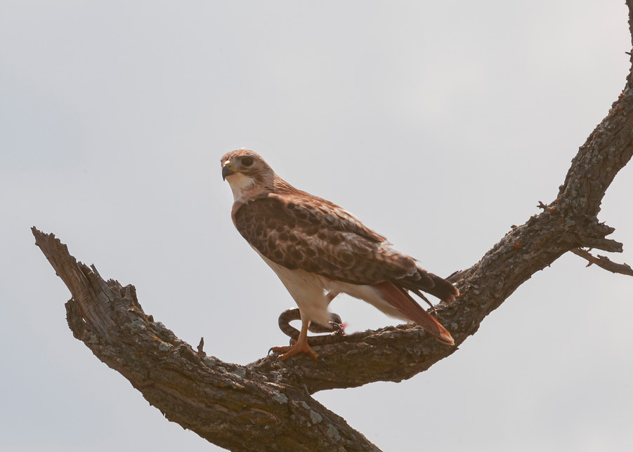 Red Tailed Hawk With Snake Photography Art | Great Wildlife Photos, LLC