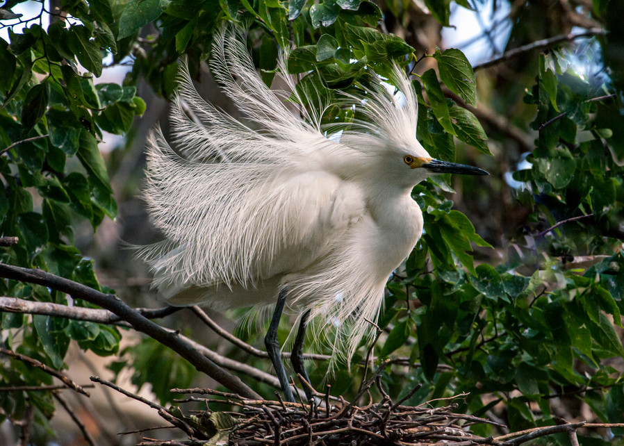 Snowy Egret Breeding Display Photography Art | Great Wildlife Photos, LLC