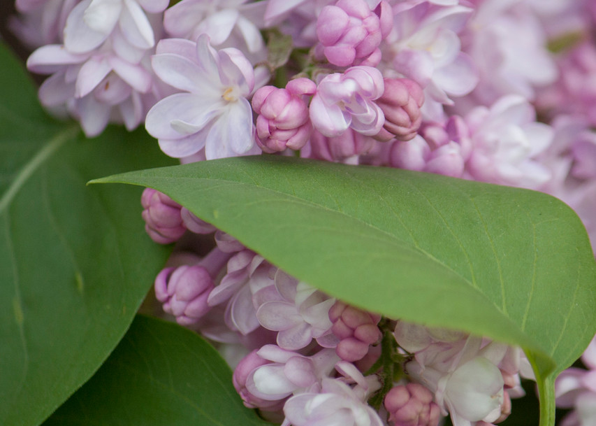 garden-tile, lilacs, flower, photo