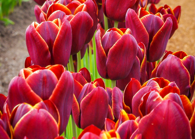 Row of Red Tulips