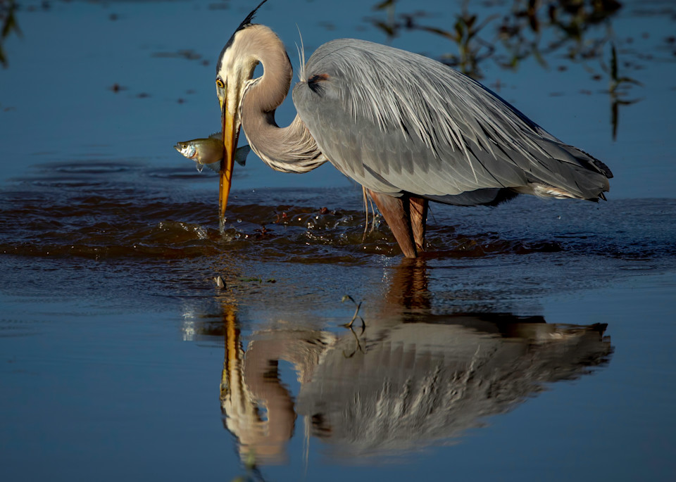 Great Blue Heron Catches Fish Reflection