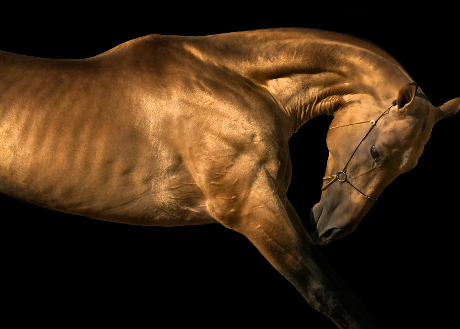 Golden Stallion 1 Art | KJ's Studio