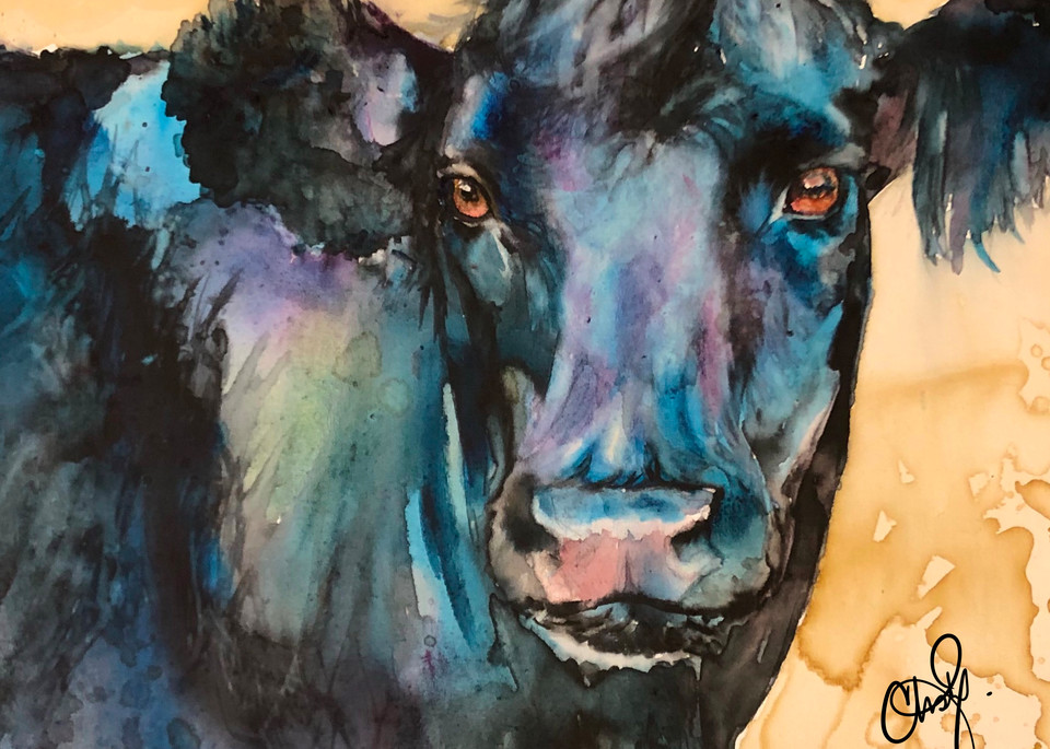 Black Angus Cow Portrait