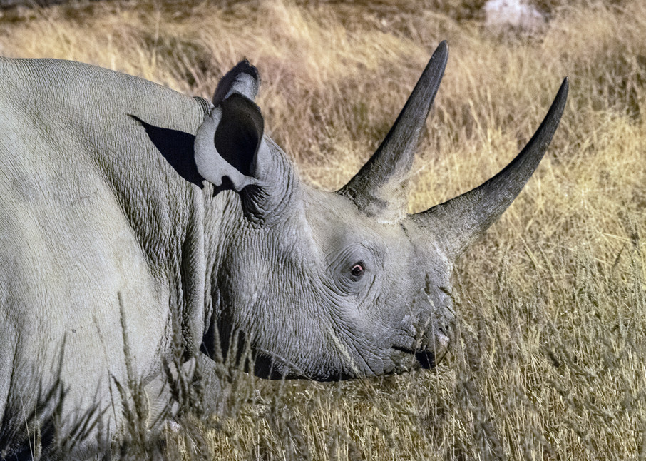 Black Rhino Face  Photography Art | Great Wildlife Photos, LLC