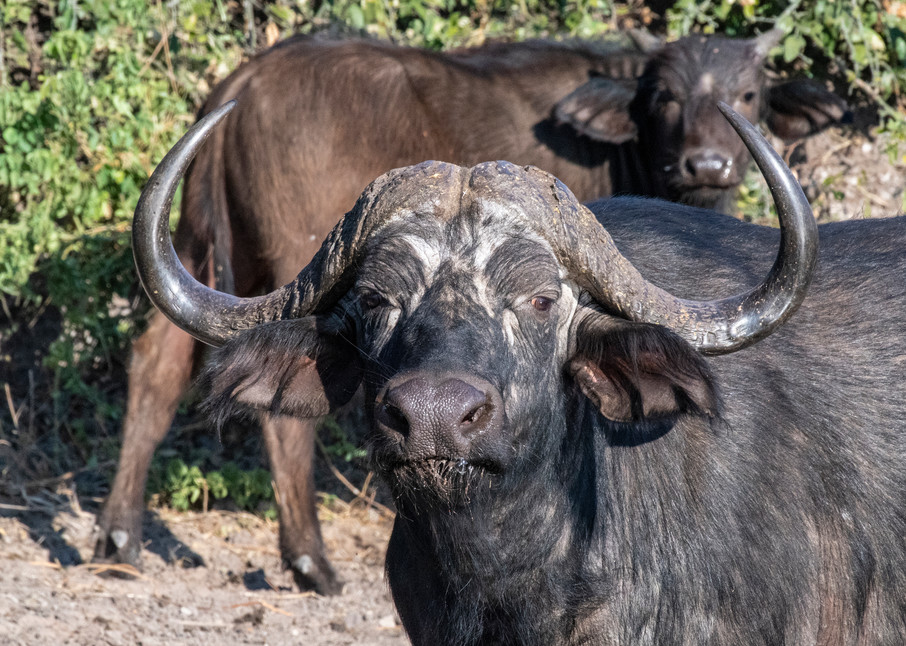 Cape Buffalo Bull  Photography Art | Great Wildlife Photos, LLC