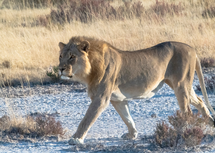 Lion Stalking  Photography Art | Great Wildlife Photos, LLC