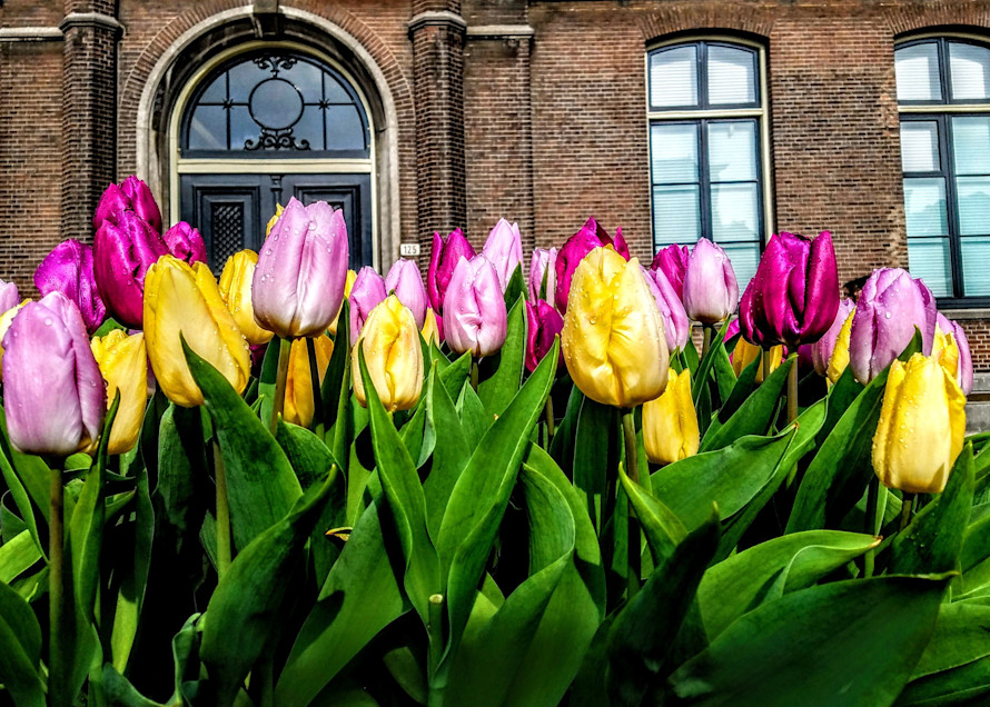 Amsterdam And Tulips, Number One Photography Art | Photoissimo - Fine Art Photography