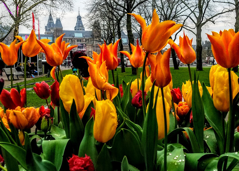 Amsterdam And Tulips, Number Two Photography Art | Photoissimo - Fine Art Photography