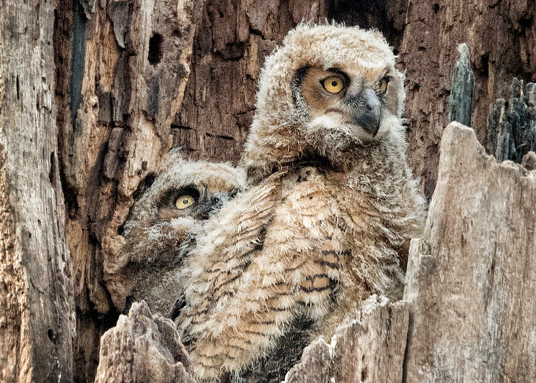 Owlets! Photography Art | Photography by Desha