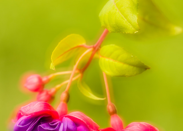 Fuchsia in garden