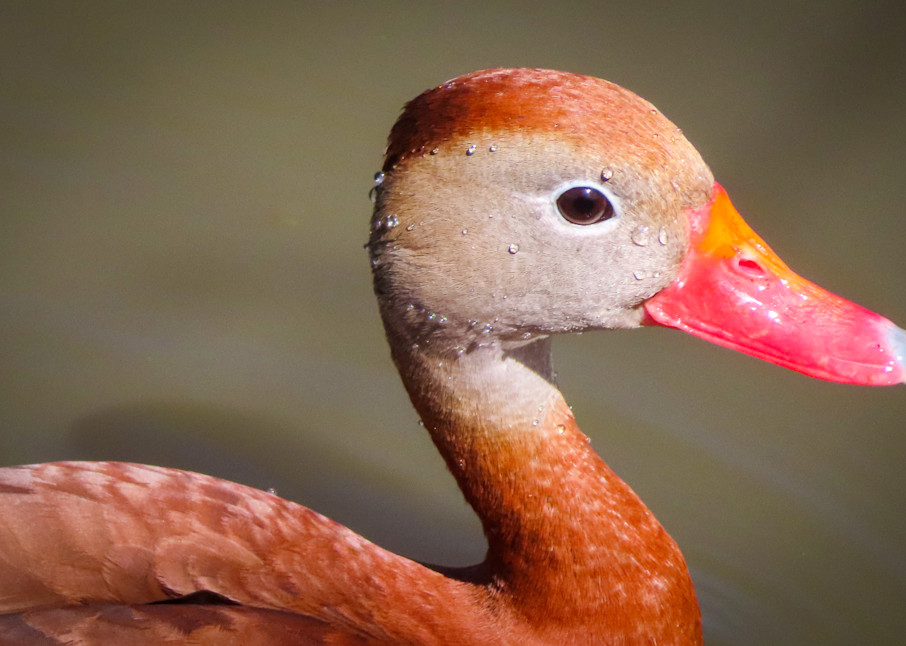 Wannabe Naturalist Black-belly Whistling Duck Edition 21-1 | Eugene L Brill