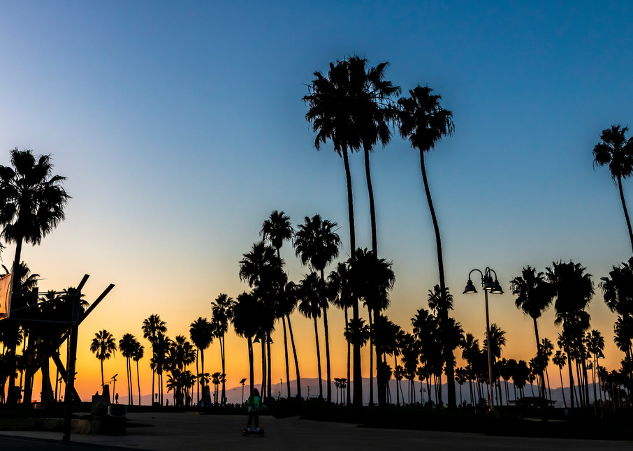 Silhouetted Palms at Venice