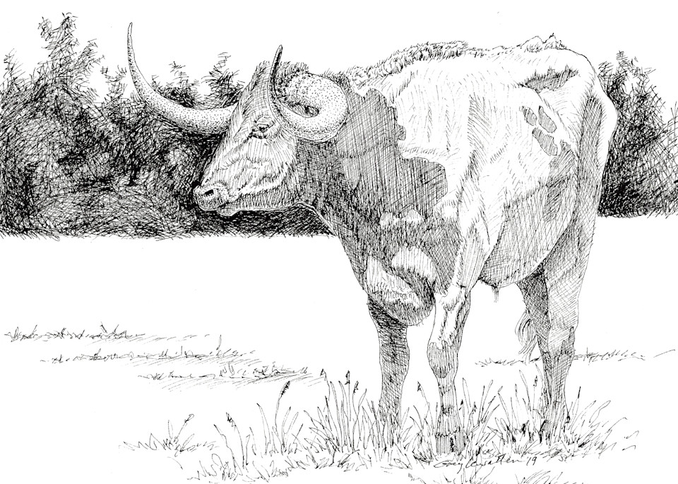 Longhorn Cow Art | Greg Lewallen